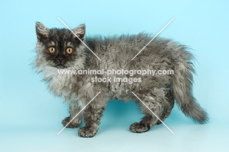 black smoke selkirk rex kitten on blue background