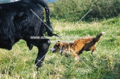 Welsh Sheepdog working Welsh cattle