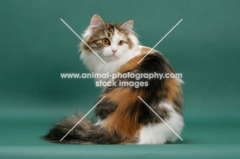 Siberian on green background, Brown Mackerel Torbie & White