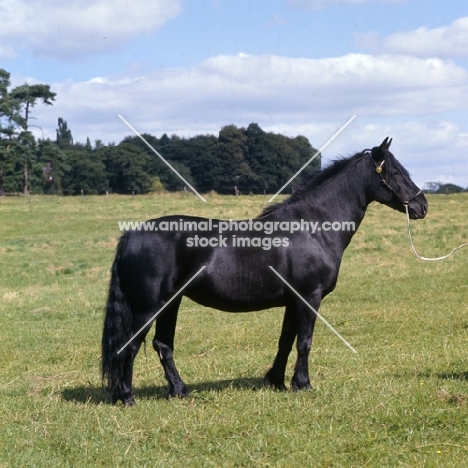 Fell Pony mare in field 