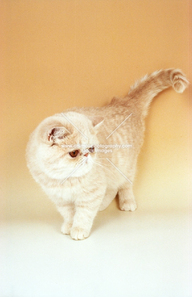 cream tabby Exotic Shorthair standing, cream background