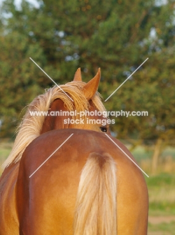 Suffolk Punch, back view