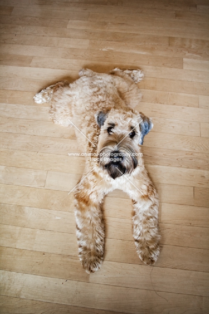 soft coated wheaten terrier looking at camera