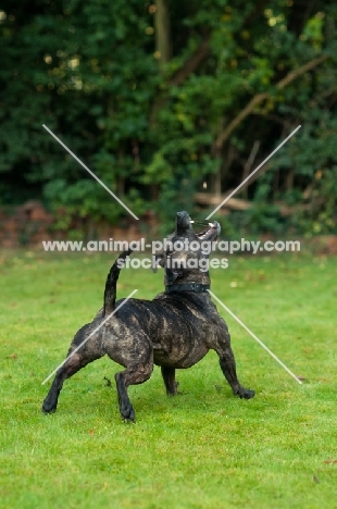 Staffie catching treat in garden