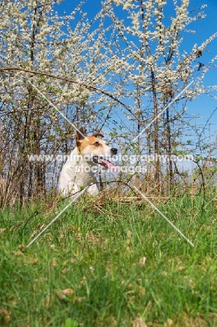 Jack Russell near blossom