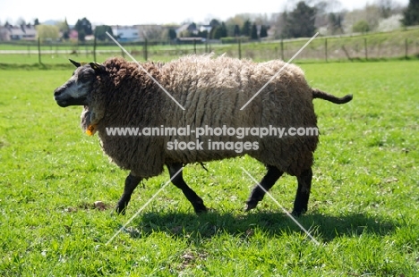 Blue Texel sheep (also known as Texelaar)