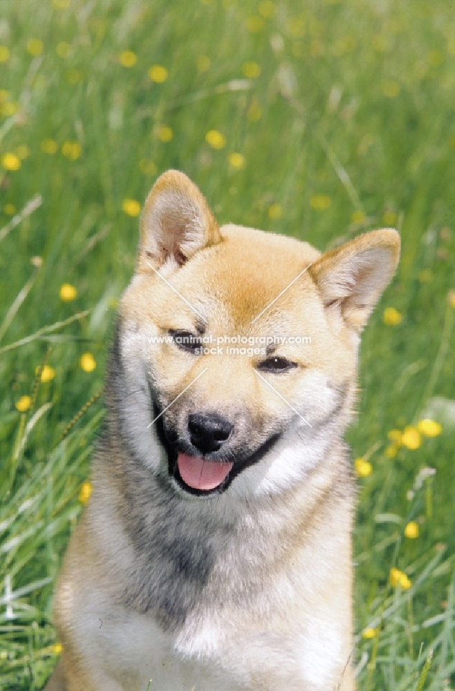 Shiba Inu portrait, front view