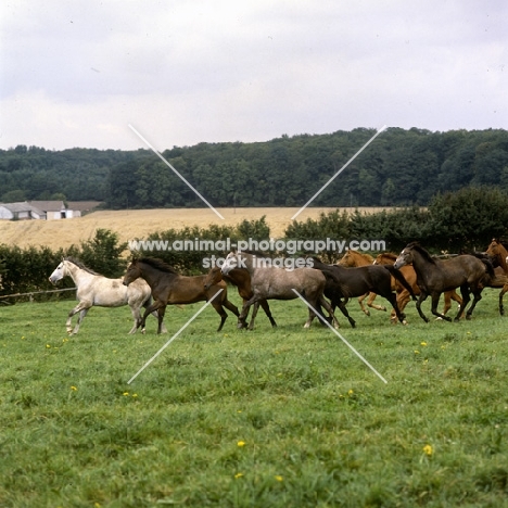 group of trakehners at  trakehner gestüt rantzau