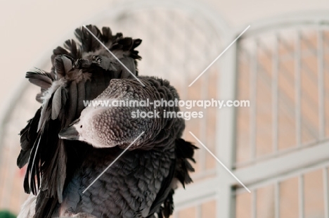 African Grey Parrot grooming