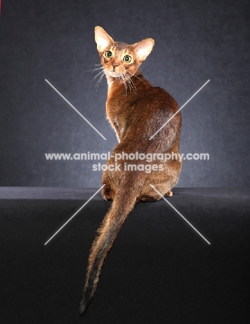 Abyssinian, back view