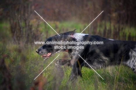 black and white English Setter running in a field