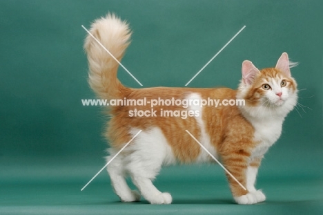 Siberian standing on green background, Red Mackerel Tabby & White