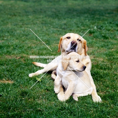 labrador bitch with her puppy