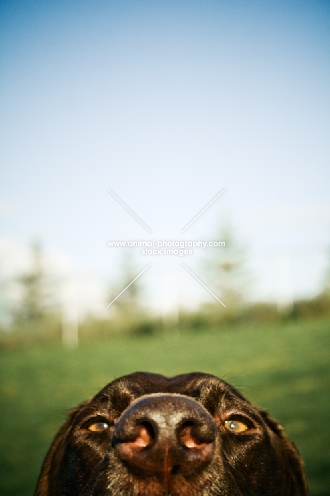 german shorthaired pointer top of head