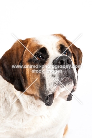 Saint Bernard portrait in studio