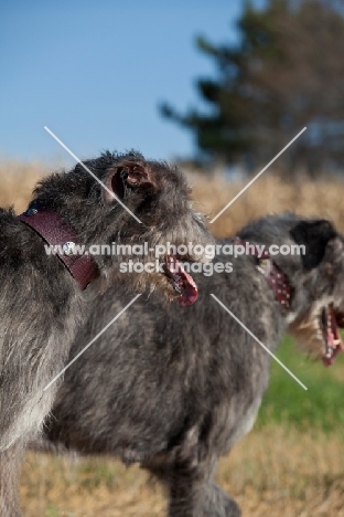 Irish Wolfhounds