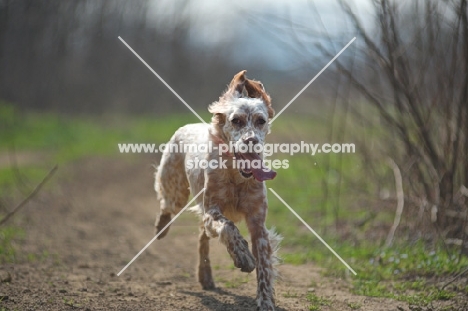 english setter running with tongue out