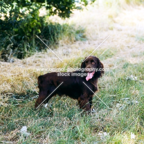 lydemoor lloyd,  field spaniel standing in a field