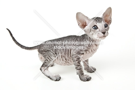 Peterbald kitten 40 days old