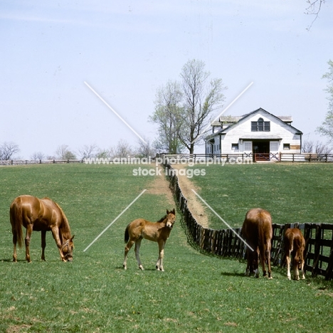 thoroughbred mares and foals at spendthrift farm, lexington, ky,