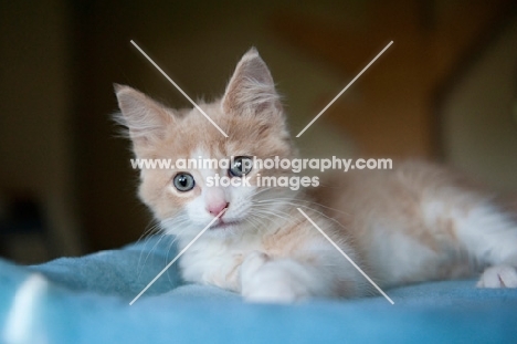 cream and white kitten lying down