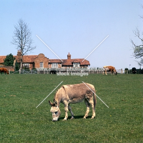 donkey grazing on a farm