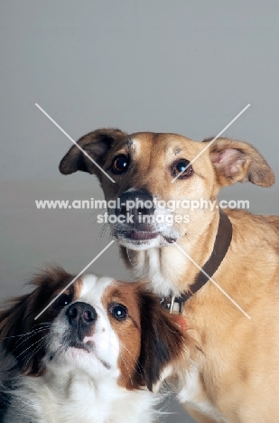 Springer Spaniel cross bred dog and lurcher