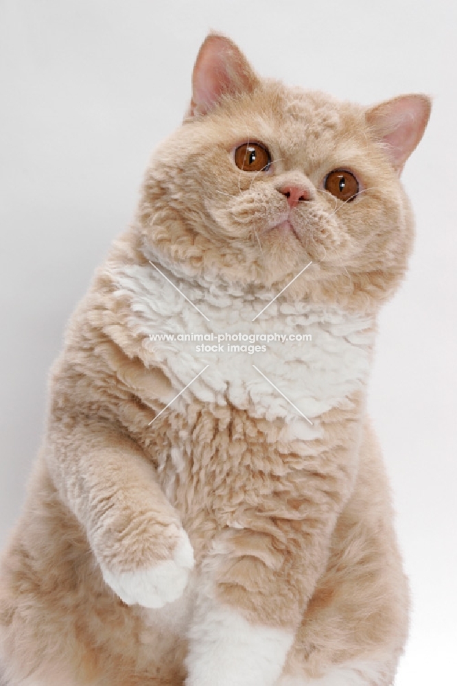 Selkirk Rex on white background, Cream Classic Tabby & White, one leg up