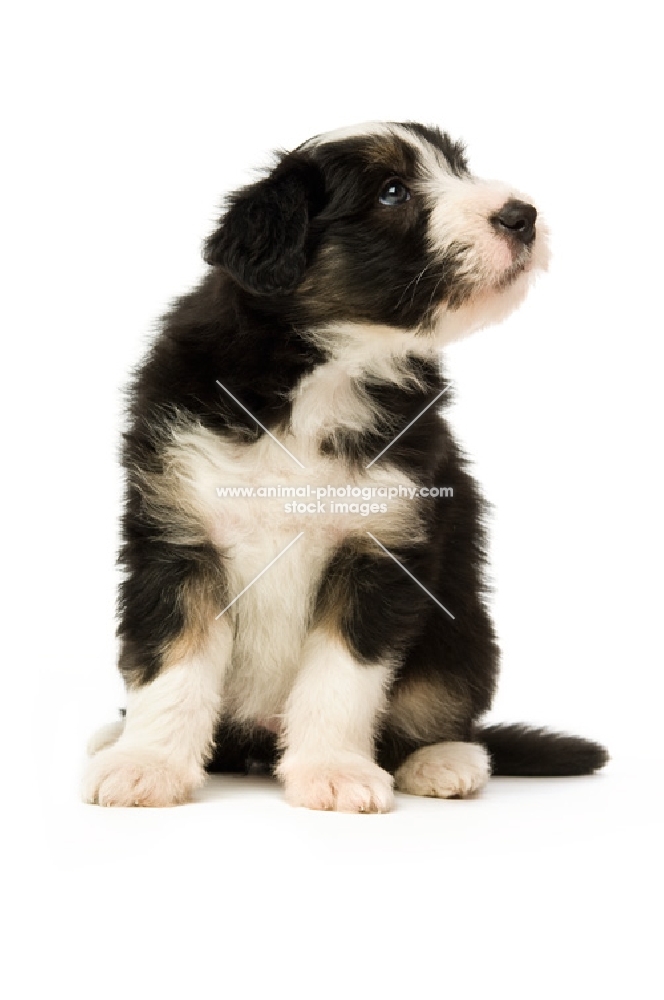 bearded collie puppy sitting
