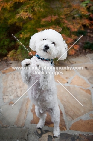 bichon frise standing on back legs with paws out