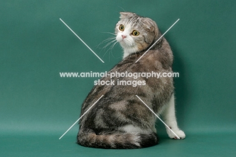 Silver Classic Tabby and White Scottish Fold cat, back view