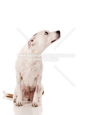American Pit Bull Terrier looking up