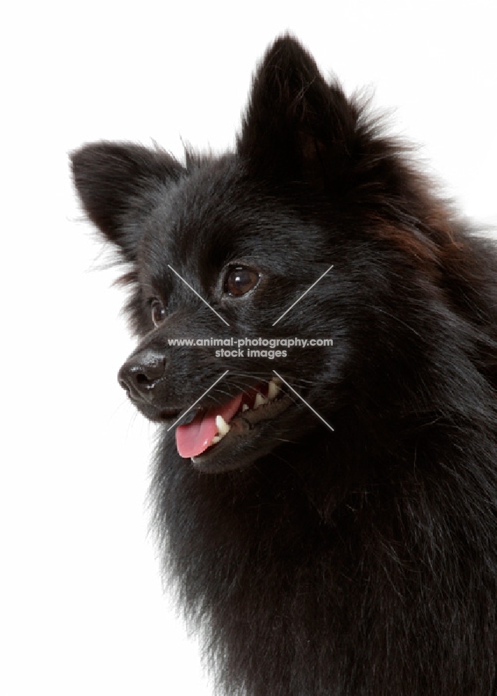 German Spitz Mittel portrait on white background