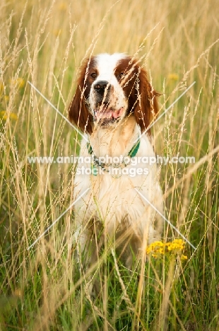 Irish red and white setter in field