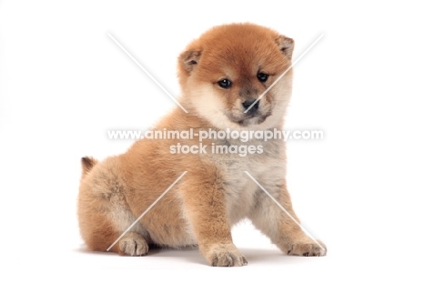 Shiba Inu puppy sitting on white background