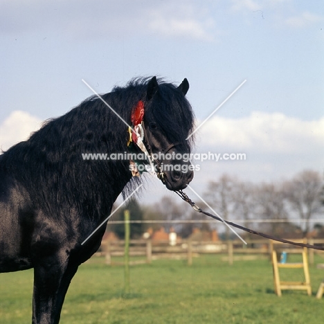boveycombe buckthorn dartmoor stallion head and shoulders