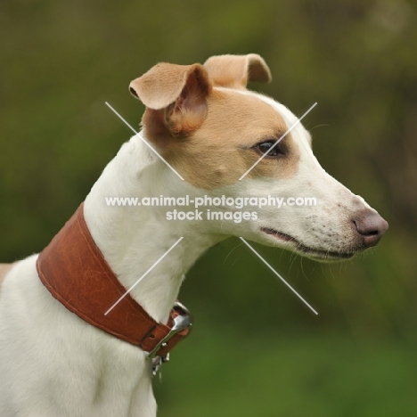 Whippet profile