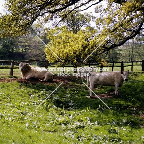 whipsnade 281, white park bull with cow and calf under a tree in field at the nac, stoneleigh,