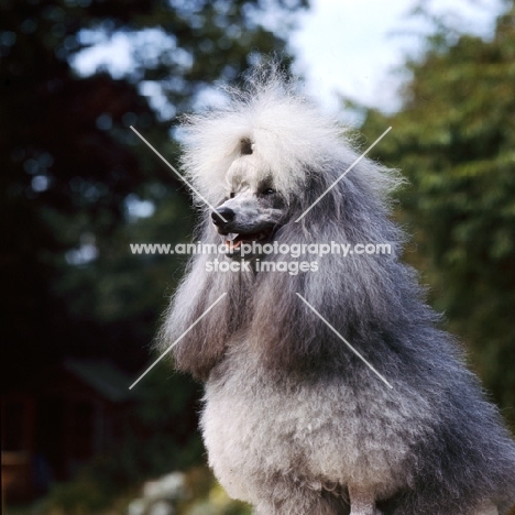 silver miniature poodle