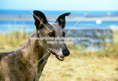 greyhound portrait with sea and beach background