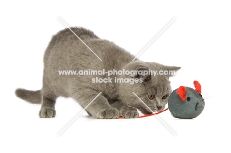 british shorthaired kitten with toy mouse, on a white background