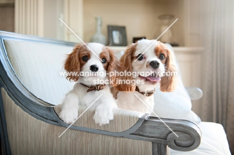 12 week and 1 year old Cavalier King Charles Spaniel
