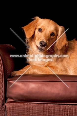 young Golden Retriever on chair