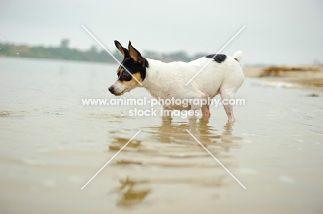 Toy Fox Terrier standing in water