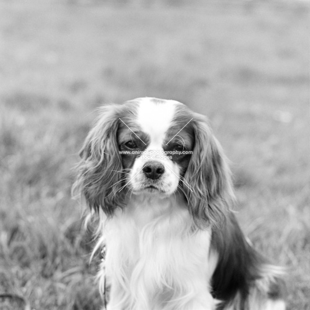 cavalier king charles spaniel looking down