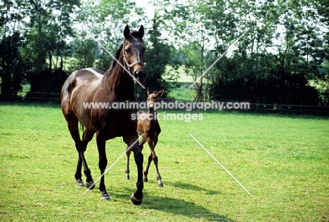 thoroughbred mare & foal at plantation stud, Newmarket
