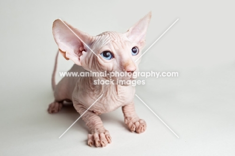 sphynx kitten looking apprehensive 