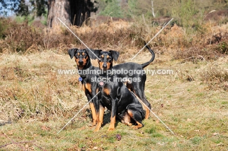 two German Pinschers, (Deutscher Pinscher)