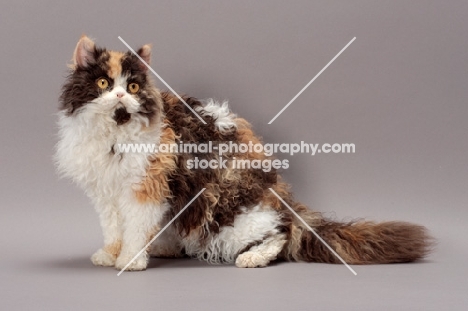 Tortoiseshell & White Selkirk Rex on grey background