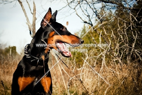 Doberman sitting in field